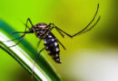 Brasil bate recorde histórico de mortes por dengue em 2024