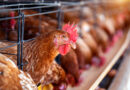 Gripe aviária: caem para 6 os casos em investigação; nenhum é em granja comercial