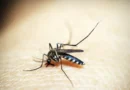 Doenças transmitidas por mosquitos batem recorde na Europa