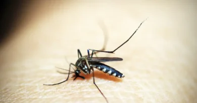 Doenças transmitidas por mosquitos batem recorde na Europa