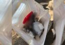 Pé humano achado em cooperativa de reciclagem em São Paulo
