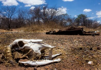 Governo do Piauí decreta situação de emergência em 119 municípios devido à seca