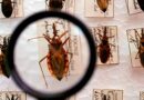 Ministério anuncia verba milionária para combate à doença de Chagas no Piauí