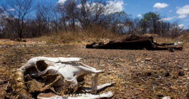 Mais três municípios do Piauí têm emergência decretada pela seca