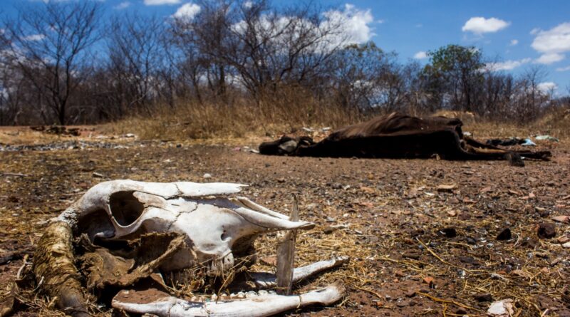 Mais três municípios do Piauí têm emergência decretada pela seca